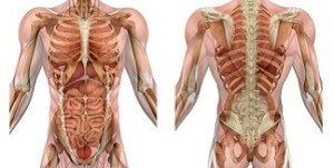 CNA training human anatomy cadaver